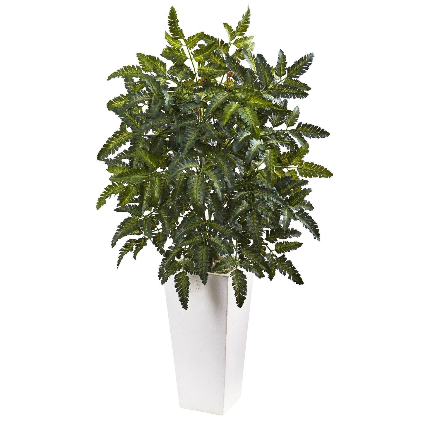 Bracken Fern with White Planter