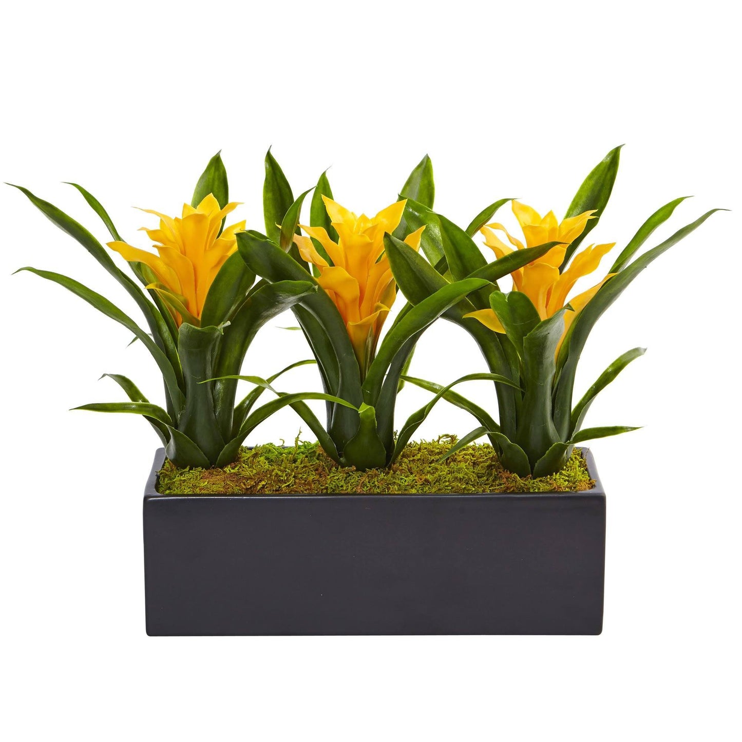 Bromeliads in Rectangular Planter