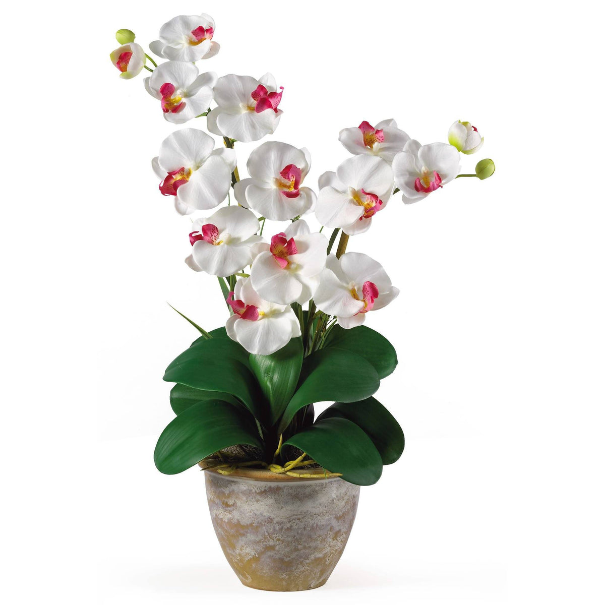 a potted plant with white flowers