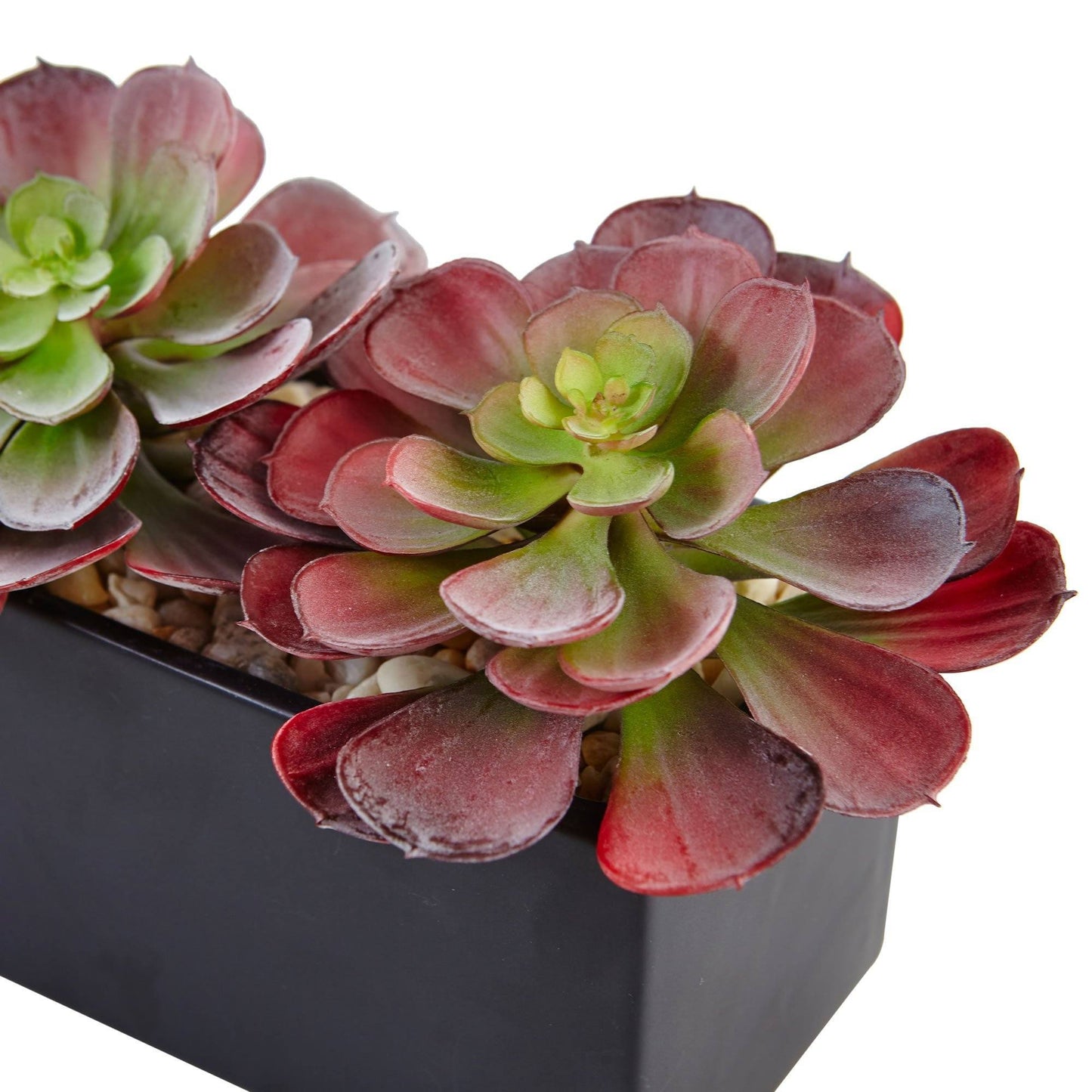 Echeveria Succulent in Rectangular Planter