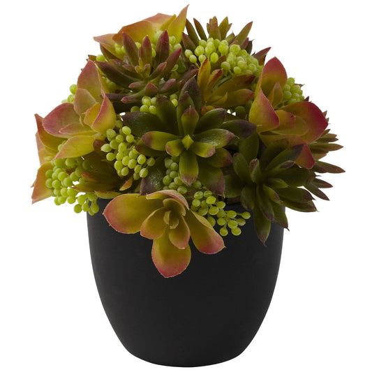 Mixed Succulent w/Black Planter (Set of 2)