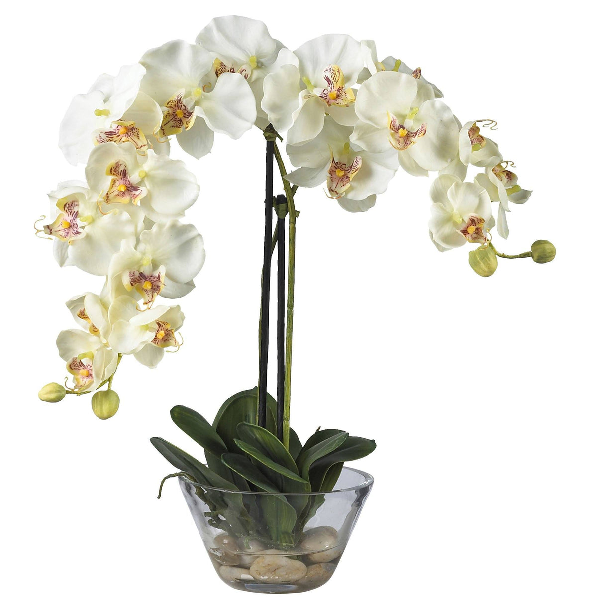 a white orchid in a glass vase