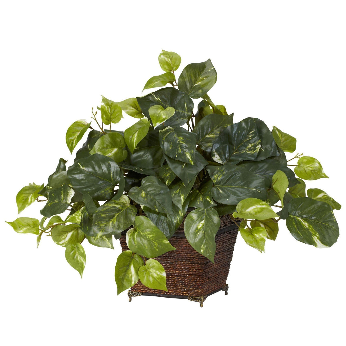a plant in a basket