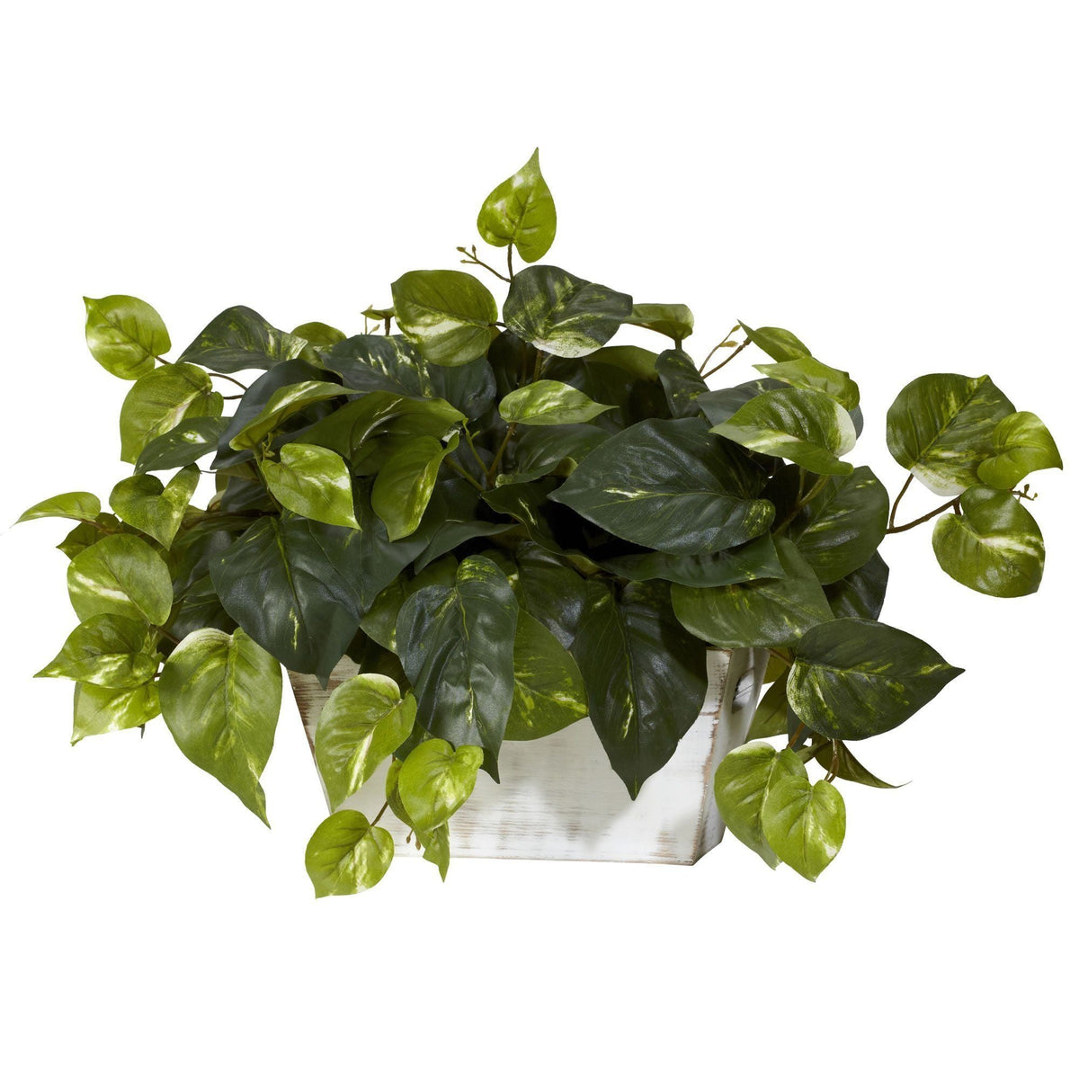 a potted plant with green leaves