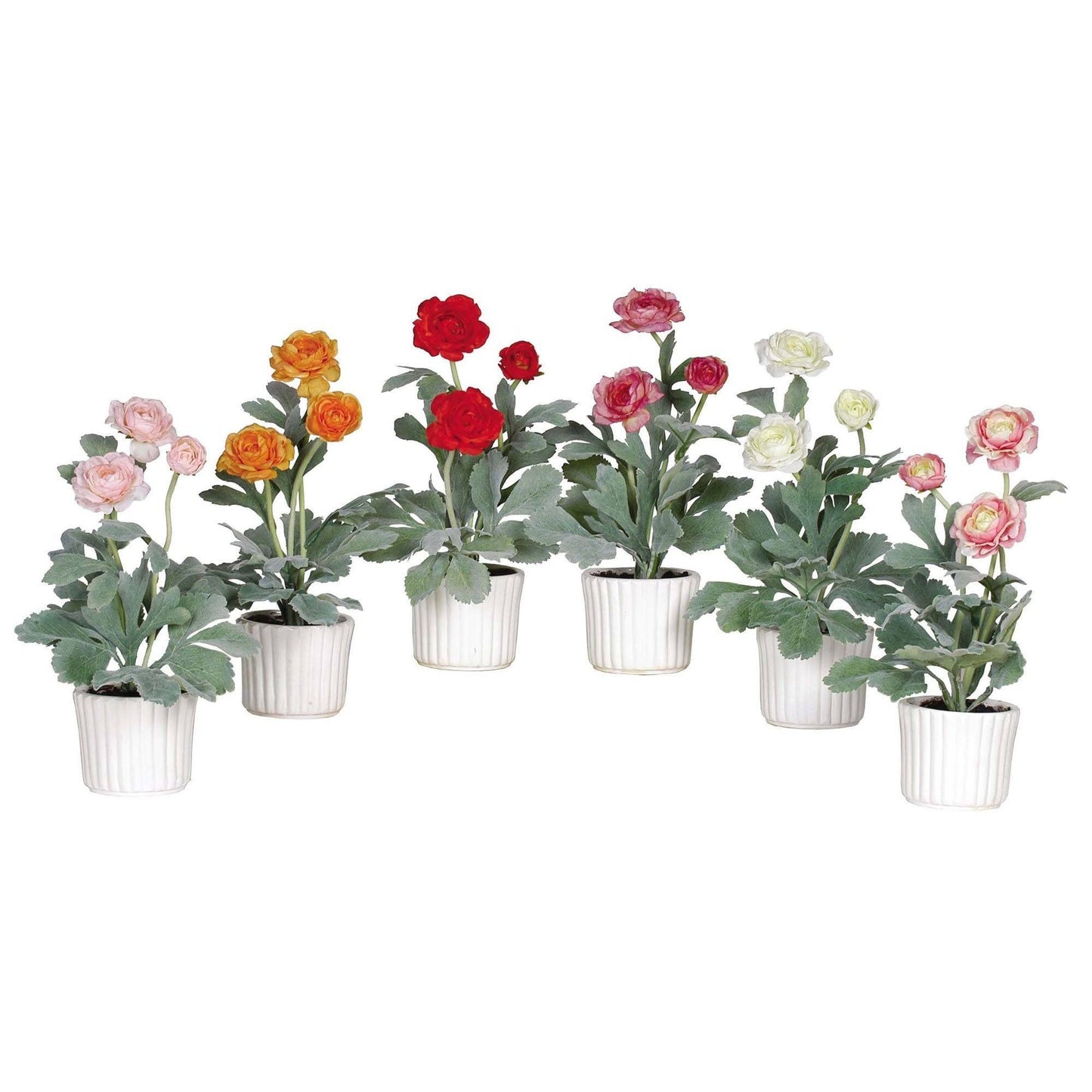 Ranunculus w/White Vase (Set of 6)