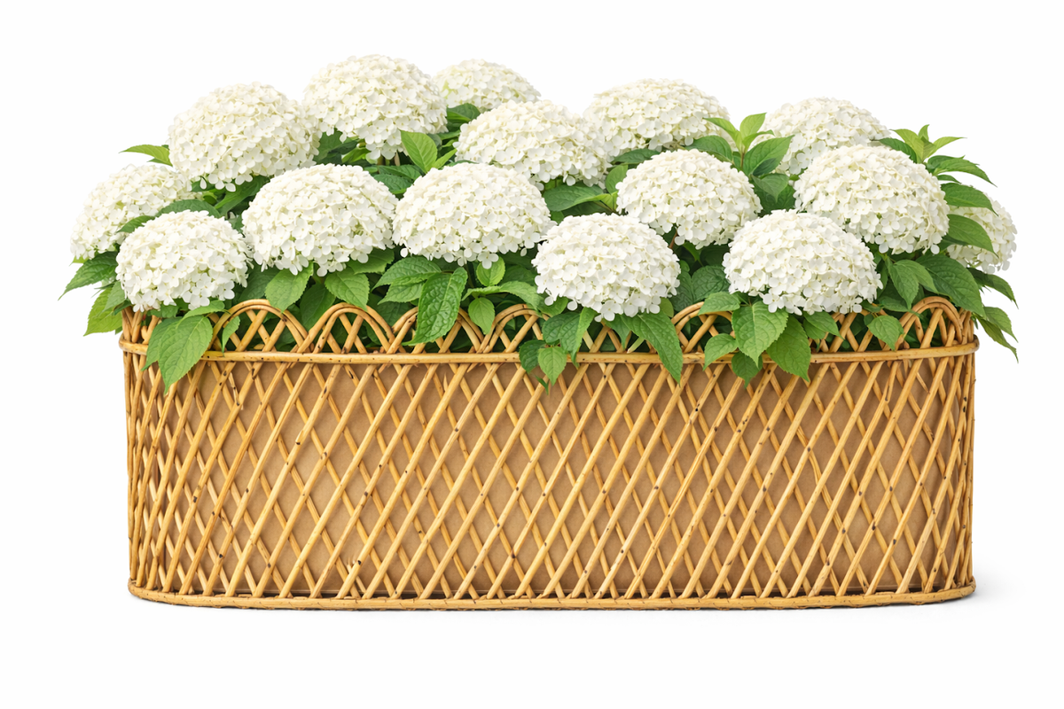 JUMBO NATURAL OVAL RATTAN SCALLOPED PLANTER