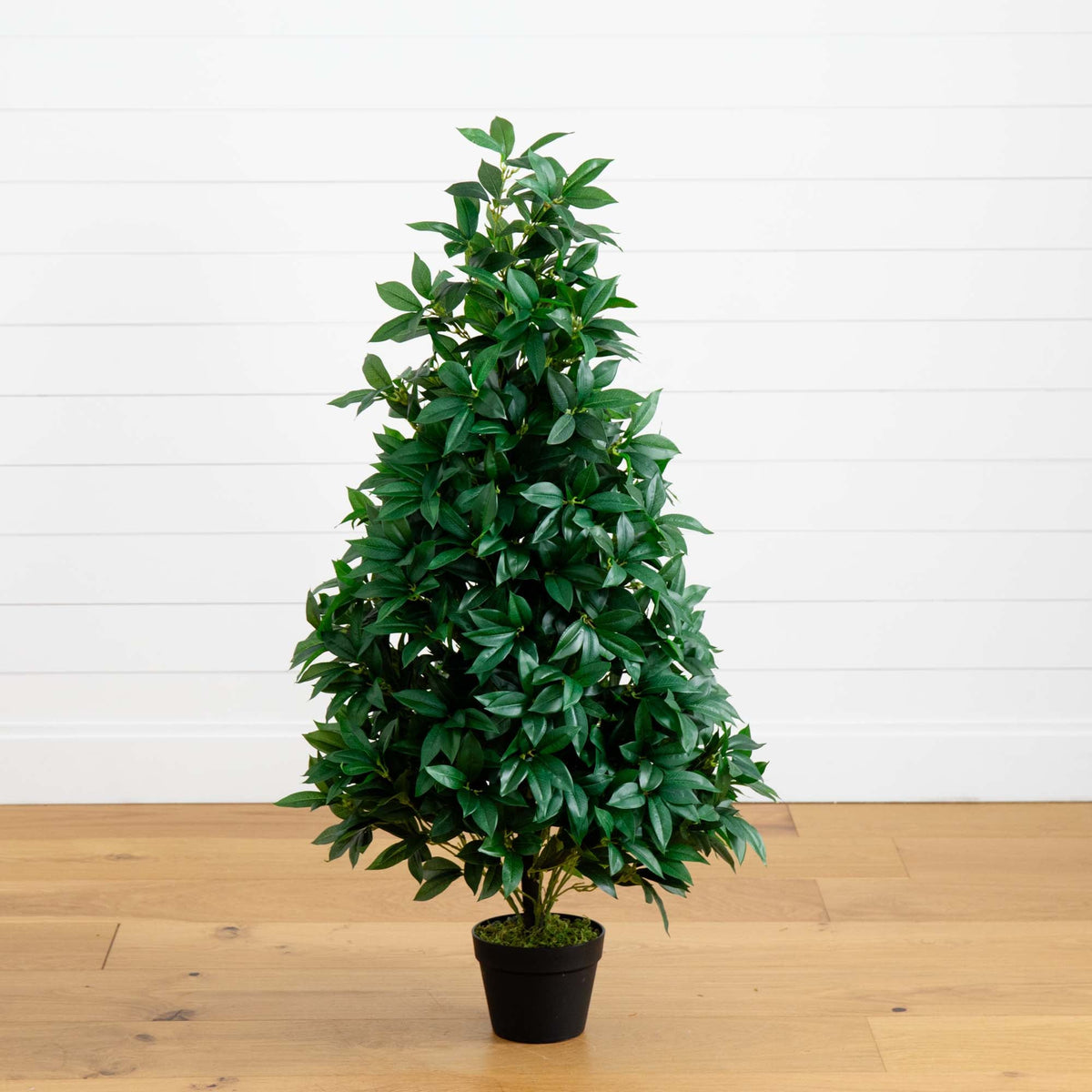 a small potted plant on a wood floor