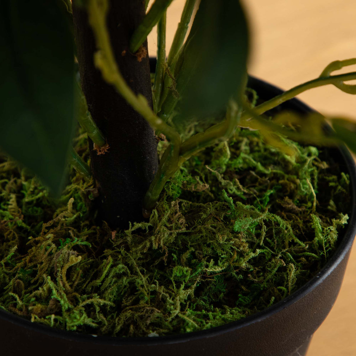 a plant in a pot