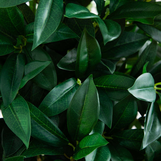 a close up of a plant