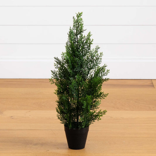 a small tree in a pot