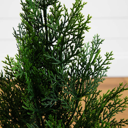 a close up of a plant