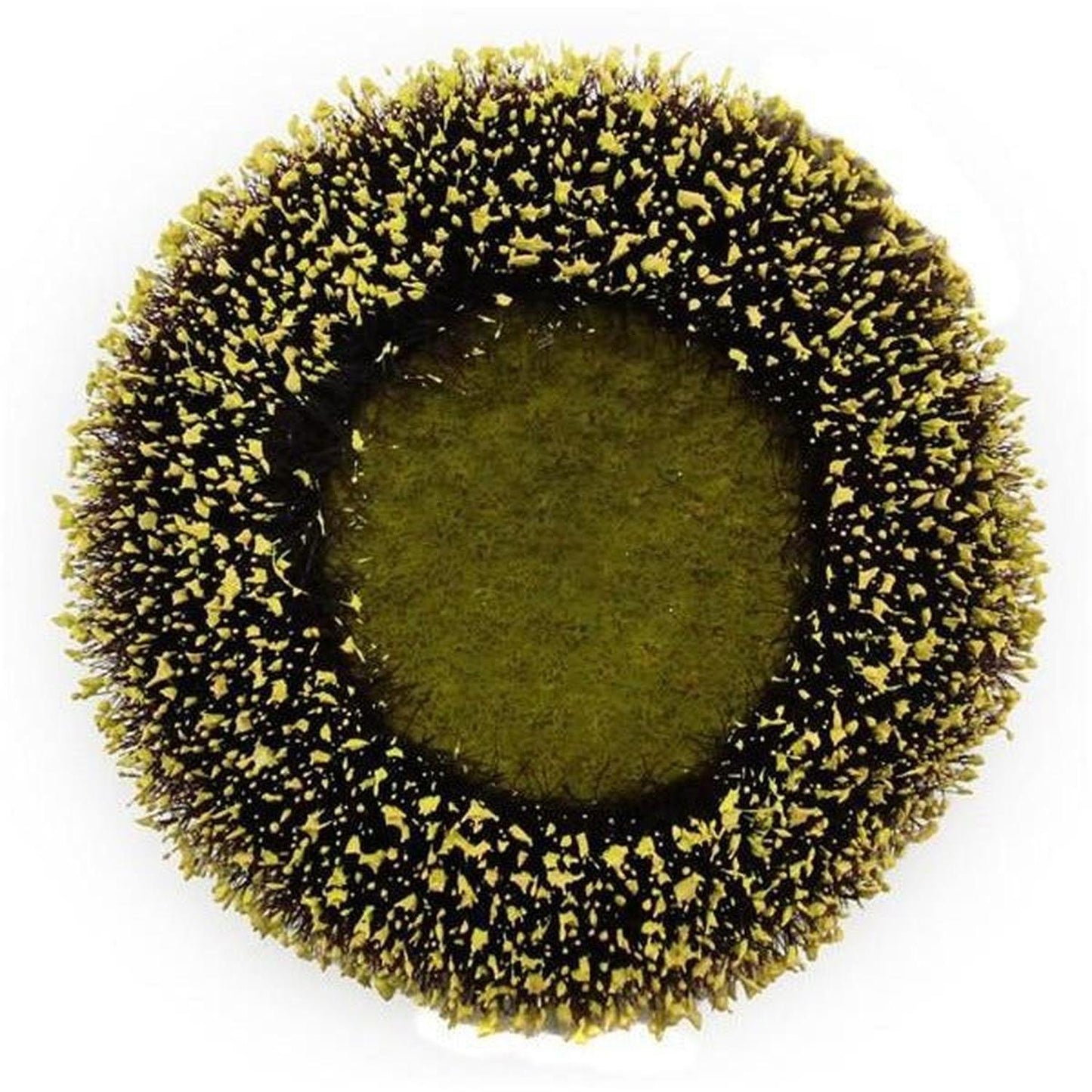 4.25" Sunflower Flower Center: Yellow/Black