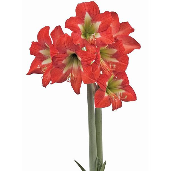 Bright Spark® Sonatini Amaryllis - 18-22 cm bulb