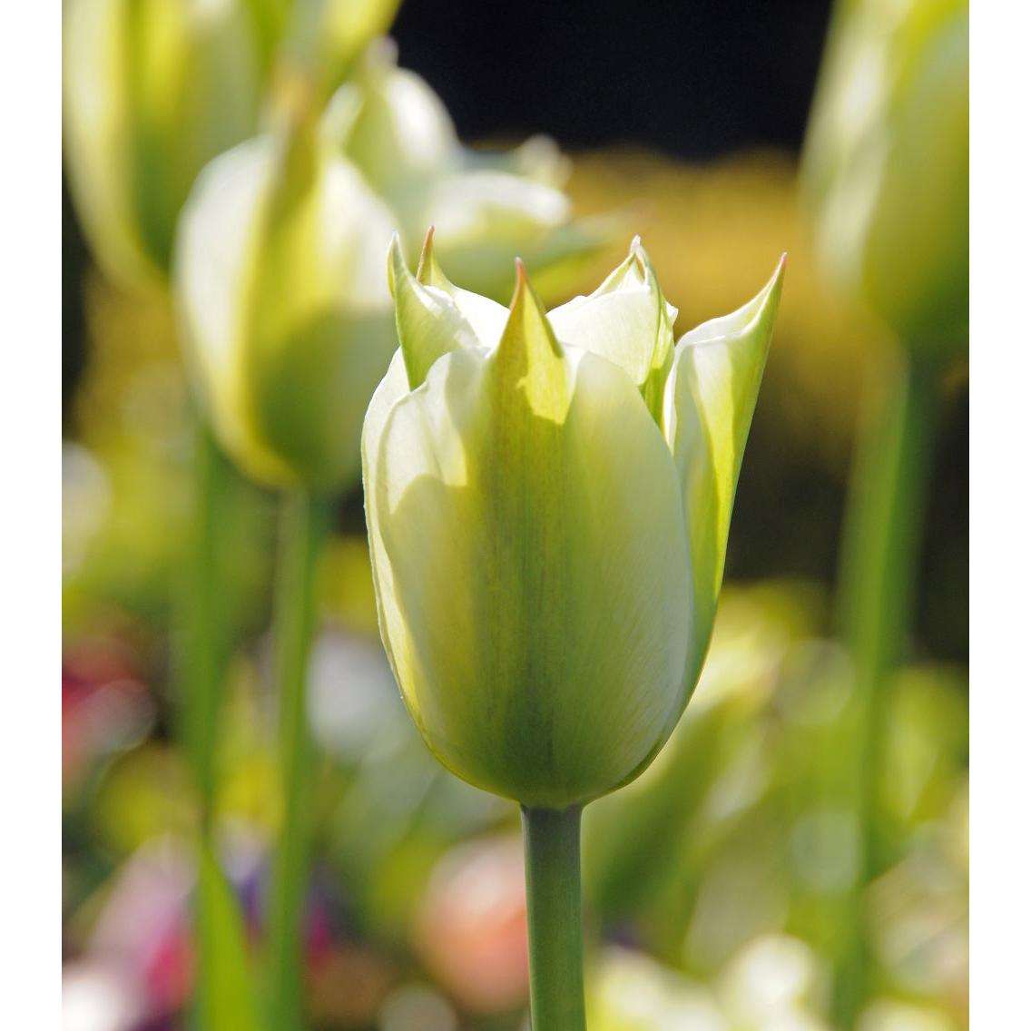 Spring Green Viridiflora Tulip - 10 bulbs