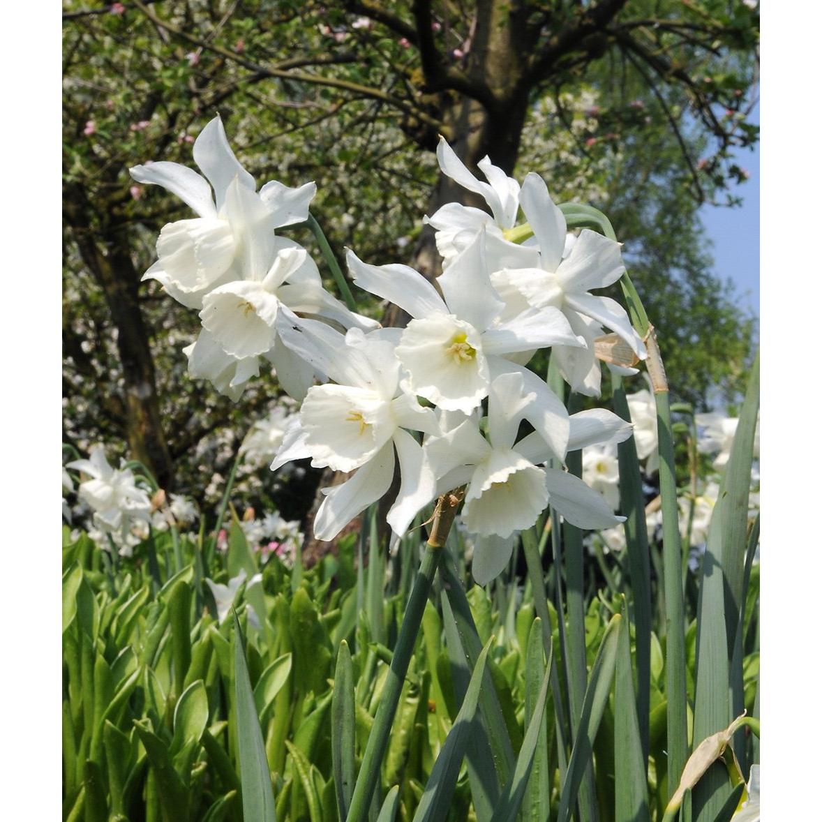 White Thalia Daffodil - 10 bulbs