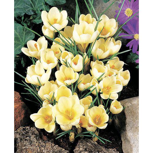 Cream Beauty Species Crocus - 10 bulbs