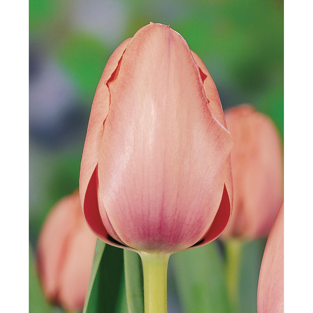 Salmon Impression Darwin Hybrid Tulip - 10 bulbs
