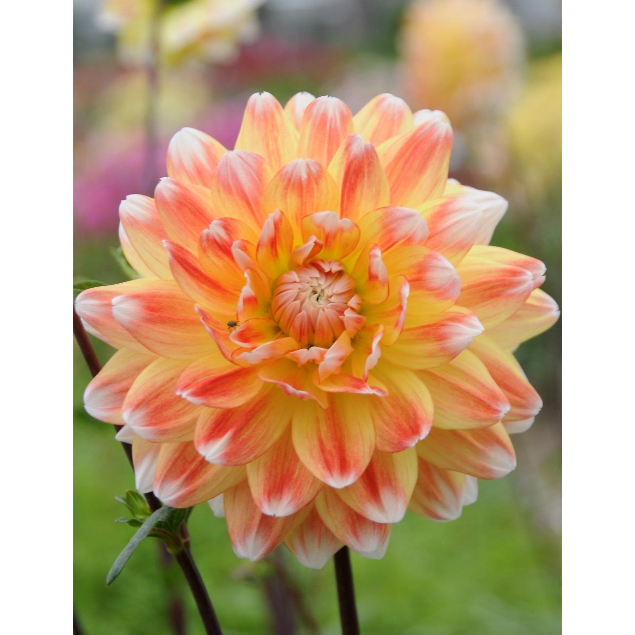 Peaches and Cream Decorative Dahlia - 3 root divisions
