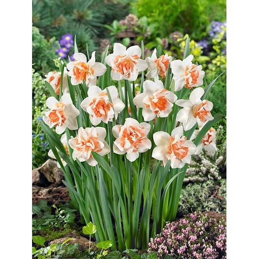 Replete Double Daffodil - 10 bulbs