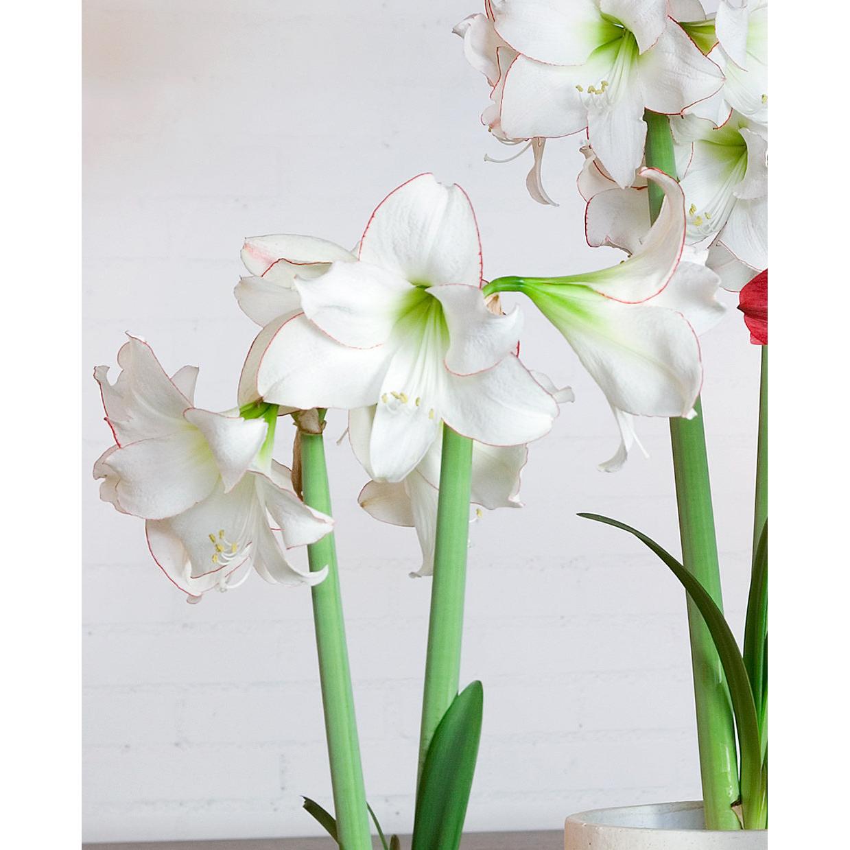 Picotee Amaryllis - 22-26 cm bulb