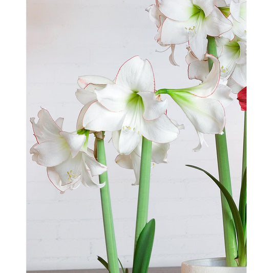 Picotee Amaryllis - 22-26 cm bulb