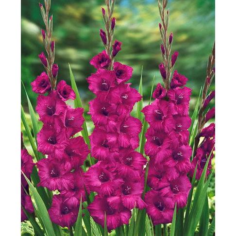 Plum Tart Gladiolus - 5 bulbs