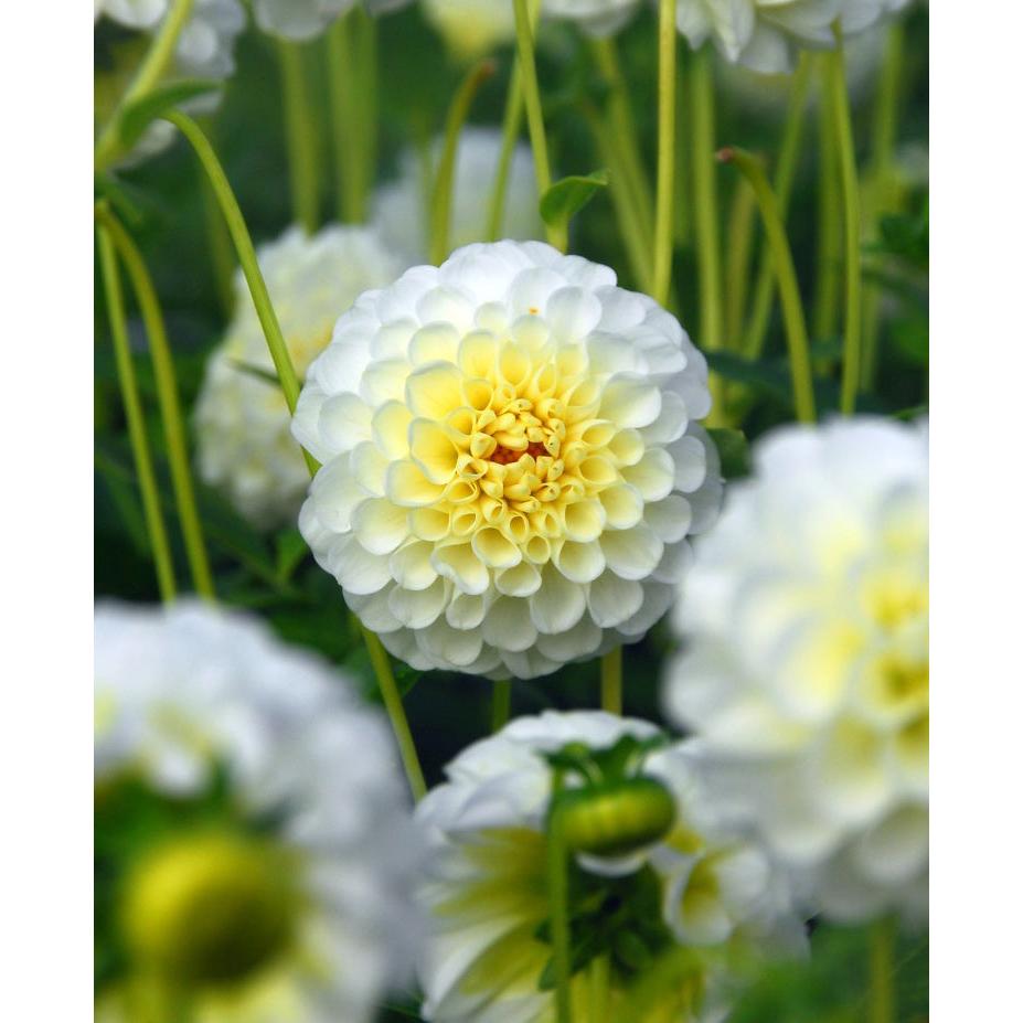 Snowflake Ball Dahlia - 3 root divisions