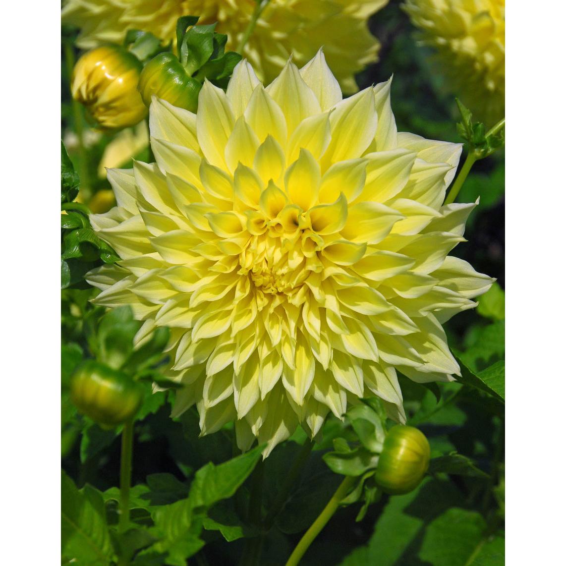 Kelvin Floodlight Decorative Dahlia - 3 root divisions