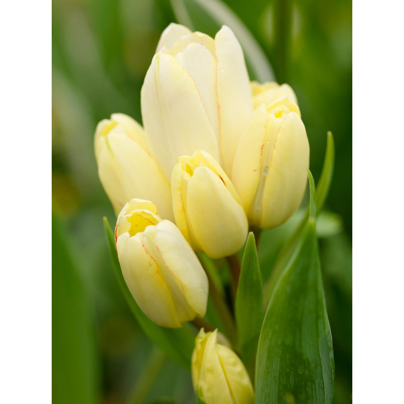 Candy Club Multiflowering Tulip - 10 bulbs