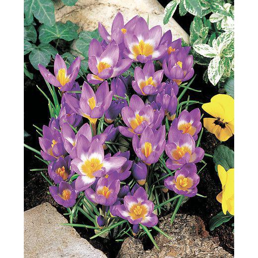 Tri-Color Species Crocus - 10 bulbs