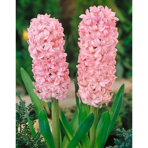 Anne Marie Hyacinth - 10 bulbs