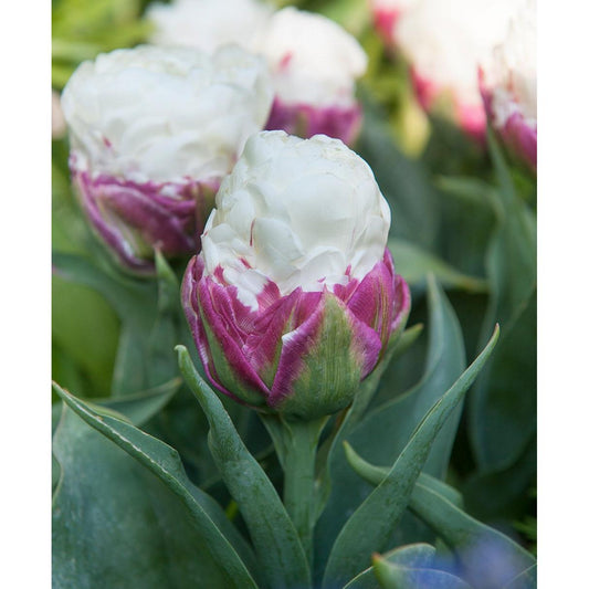 Ice Cream Double Late Tulip - 10 bulbs