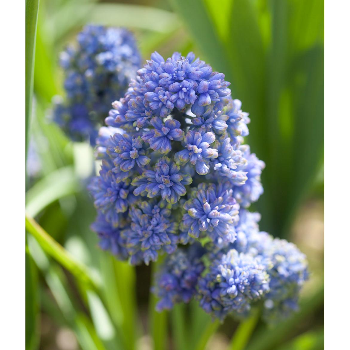 Blue Spike Muscari armeniacum - 10 bulbs