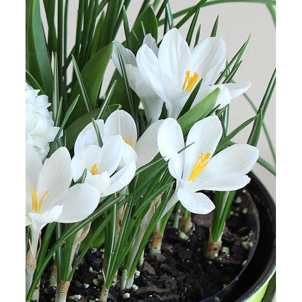 Jeanne d' Arc Large Flowering Crocus - 10 bulbs