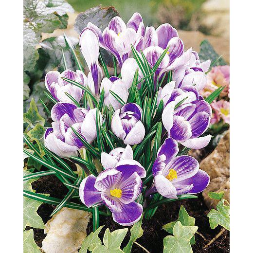 King of the Striped Large Flowering Crocus - 10