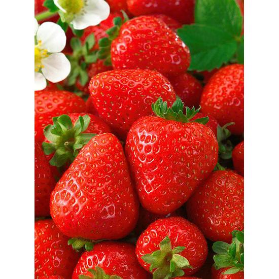Seascape Everbearer Strawberry - 20 root divisions