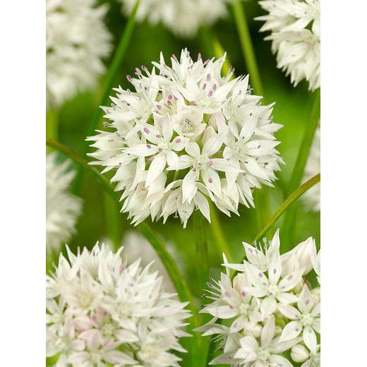 Graceful Beauty® Allium - 5 bulbs