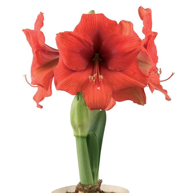 Gold Medal® Symphony Amaryllis