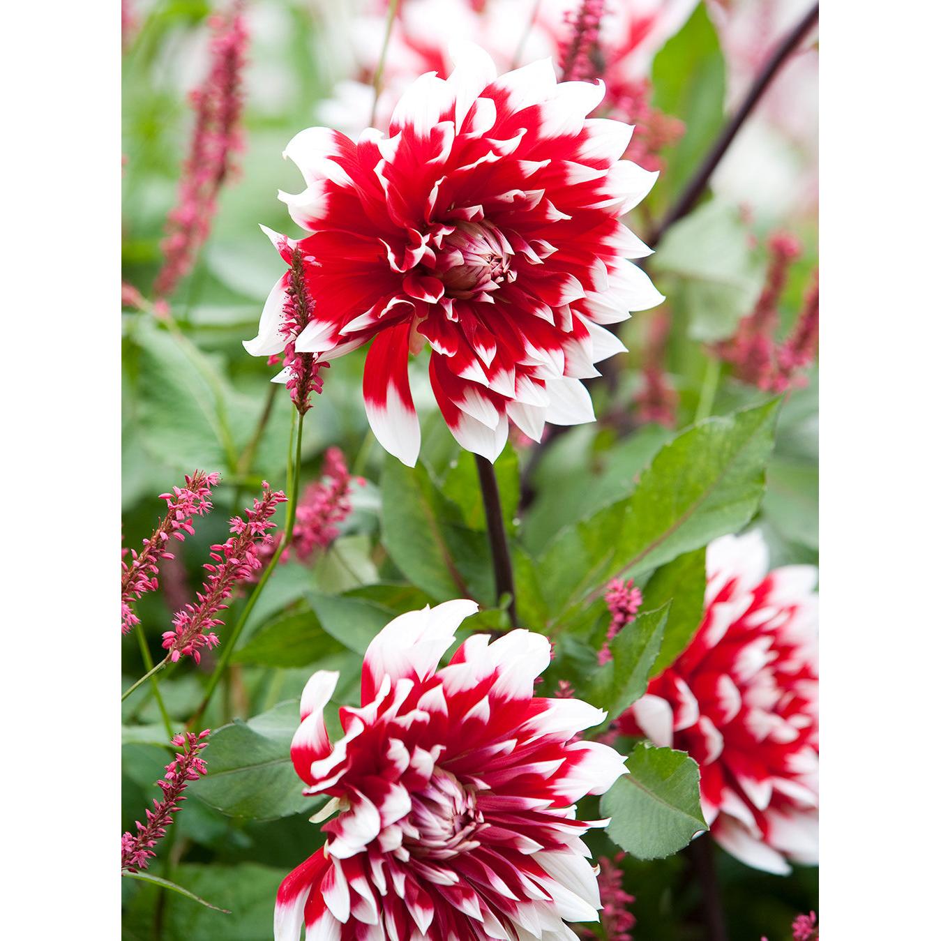 Mystery Day Decorative Dahlia - 3 root divisions