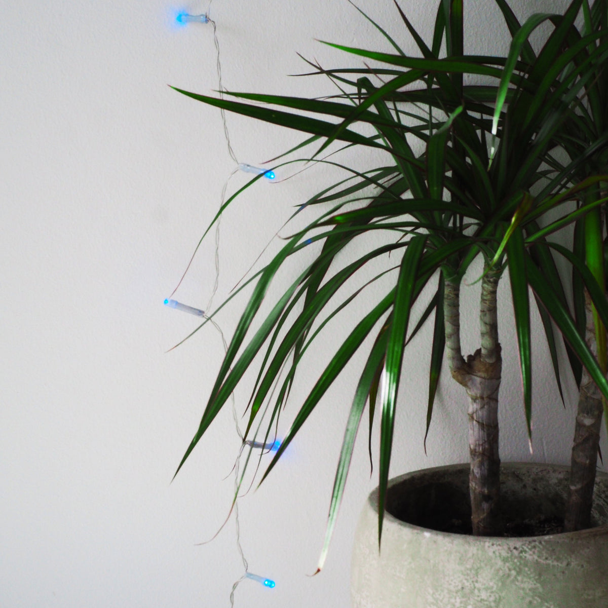 a plant in a pot with blue lights