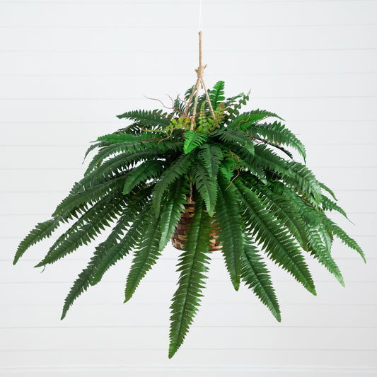 a plant in a pot