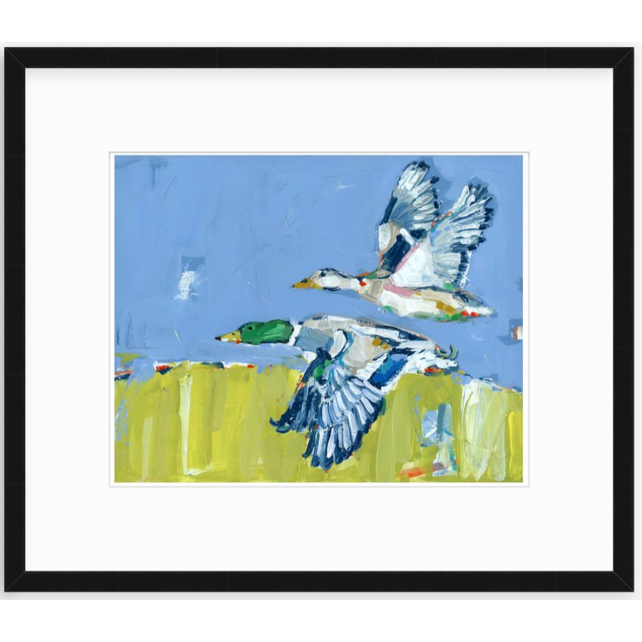 Duck Krausing Mallard Ducks Fine Art Print