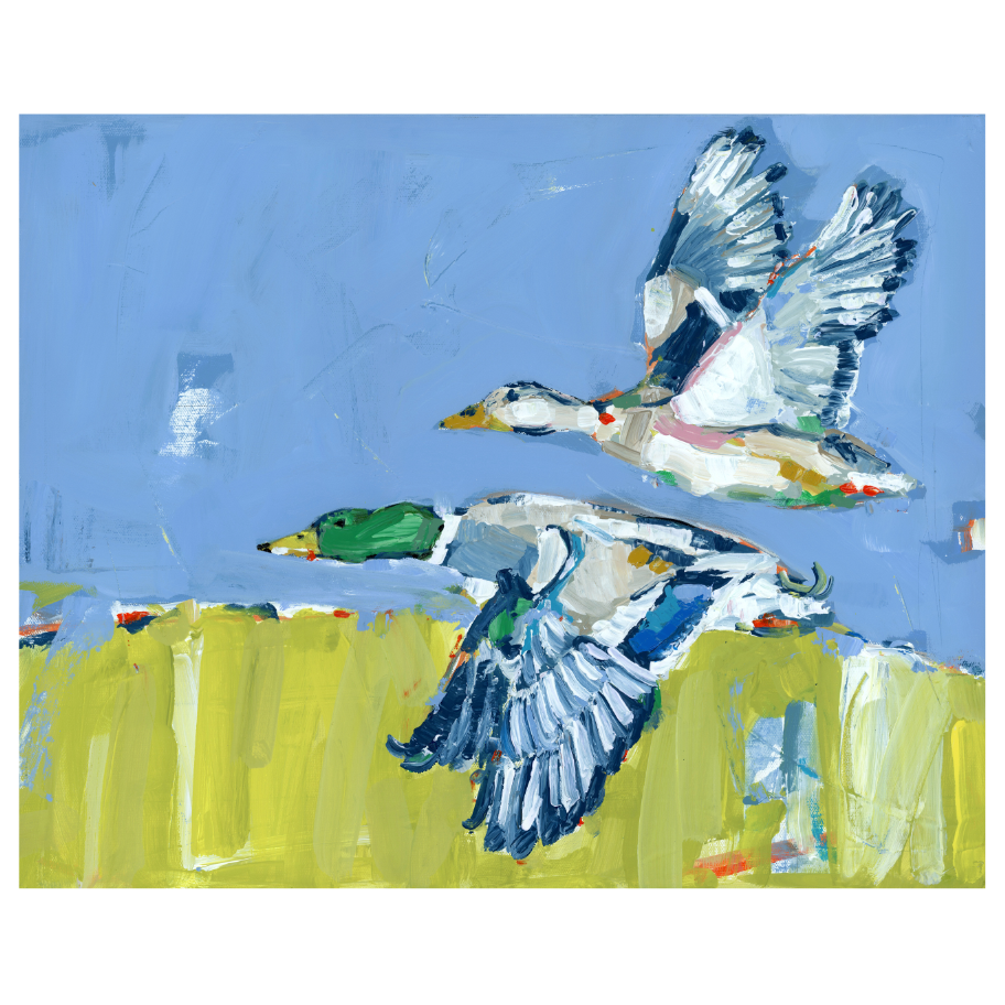 Duck Krausing Mallard Ducks Fine Art Print