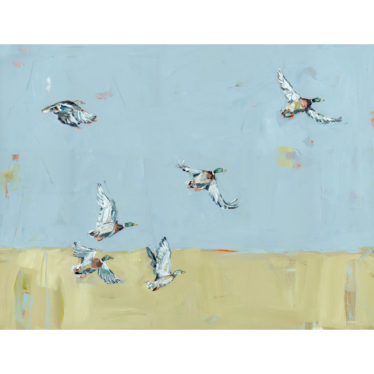 Here We Go Again Ducks Fine Art Print