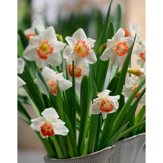 Accent Large Cupped Daffodil - 10 bulbs