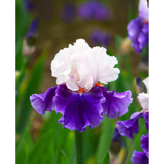Aello Tall Bearded Iris - 1 Rhizome