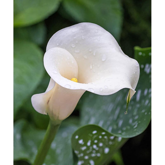 Albo Maculata Calla Lily - 3 tubers