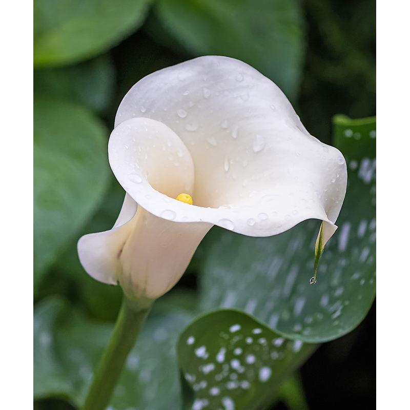 Albo Maculata Calla Lily - 3 tubers