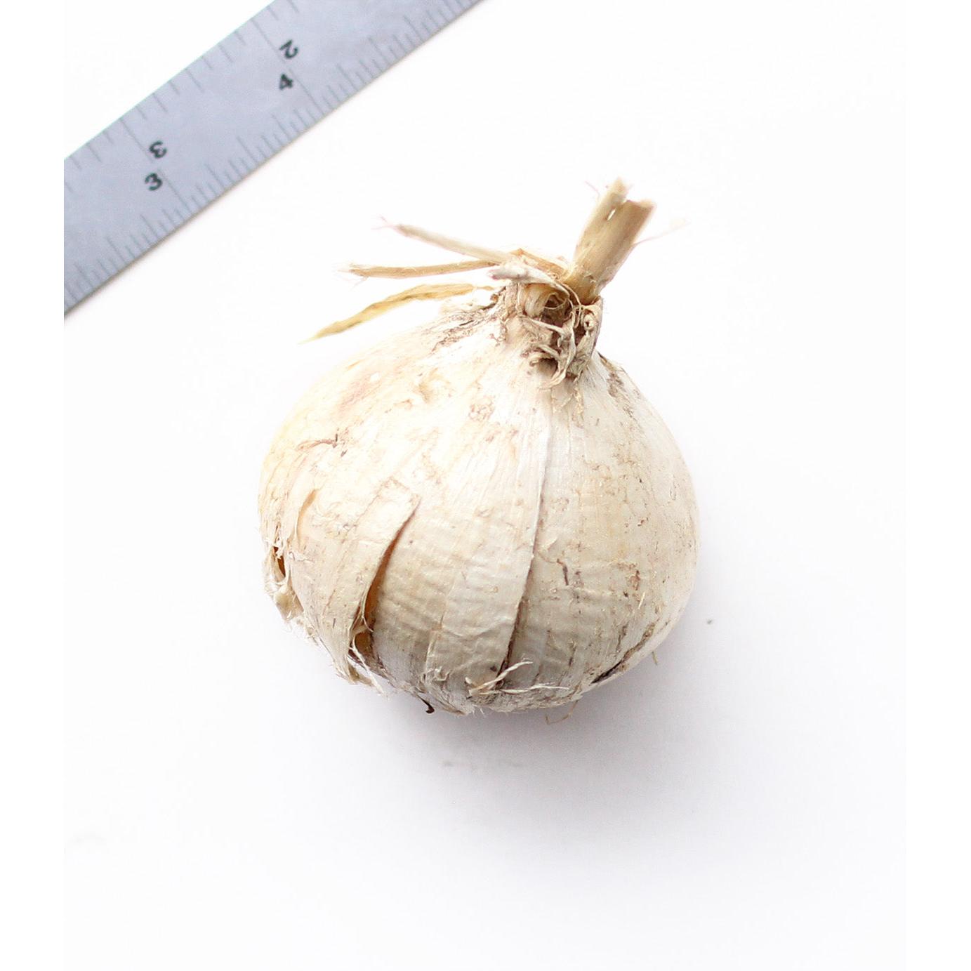 Ambassador Allium - 1 bulb