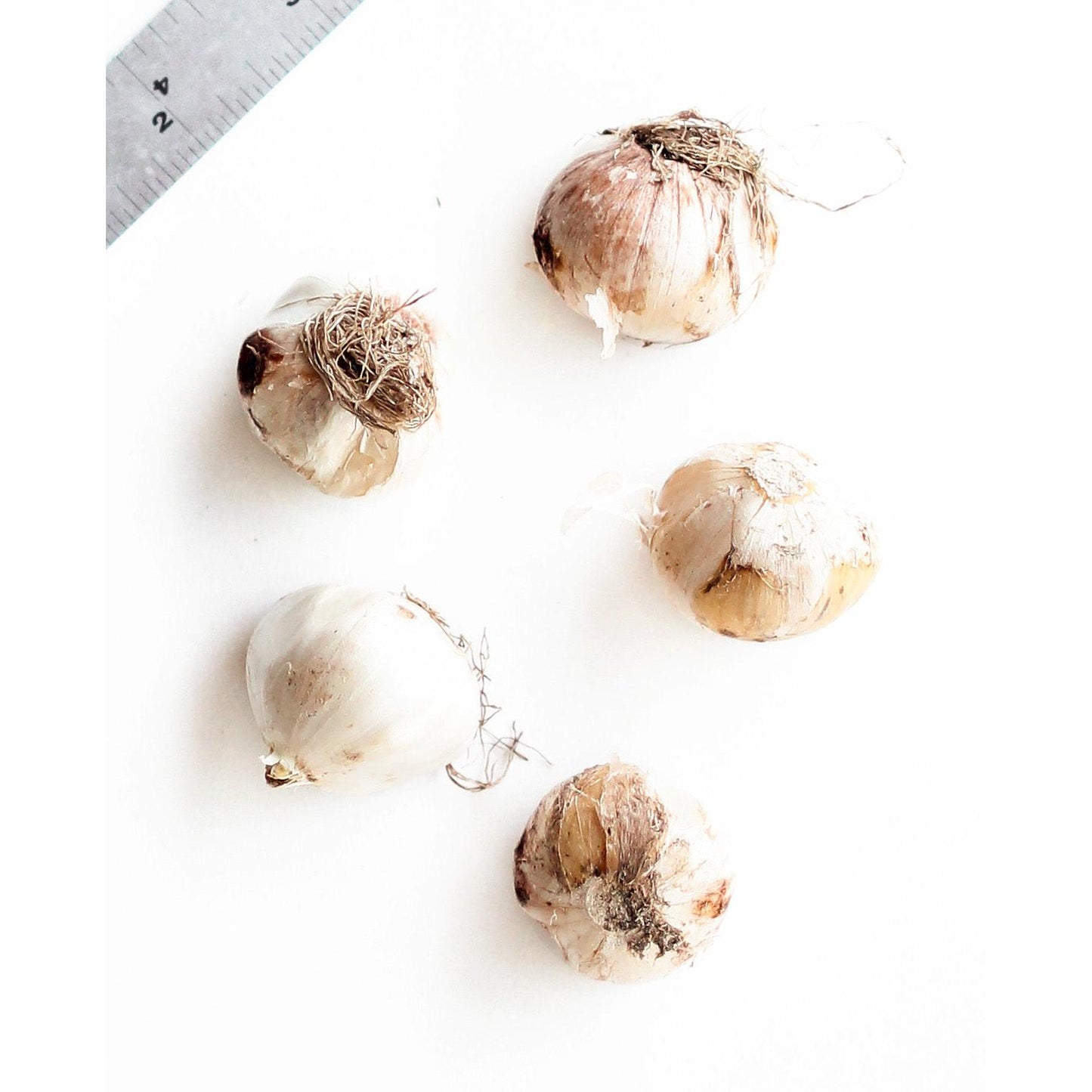 Atropurpureum Allium - 5 bulbs
